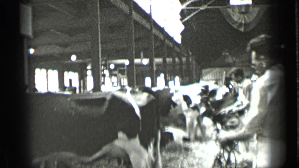 Interior farm scene with cows lined along a barn aisle and a person standing near the right edge of the frame.