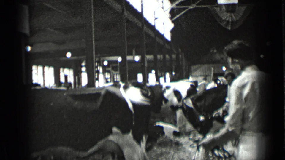 1939 New York home-movie frame showing workers near Holstein cows lined inside a dim dairy barn.
