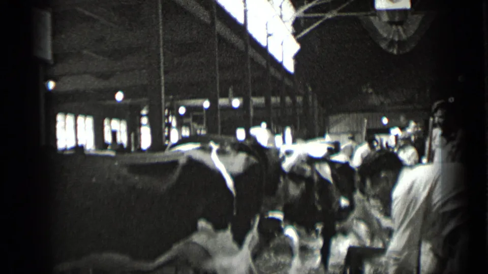 Workers and cows fill a New York dairy barn aisle, with bright windows and overhead lights visible.
