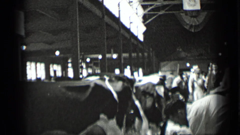 1939 New York dairy barn scene with Holstein cows, workers, posts, and bright side windows.