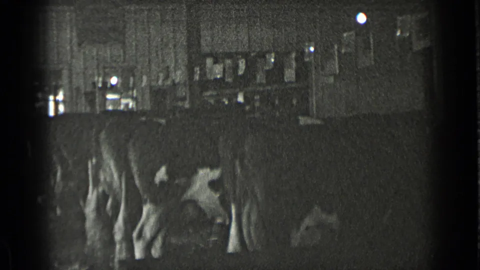 Dark 8mm frame from the dairy barn showing cows in stalls beneath windows and overhead barn details.
