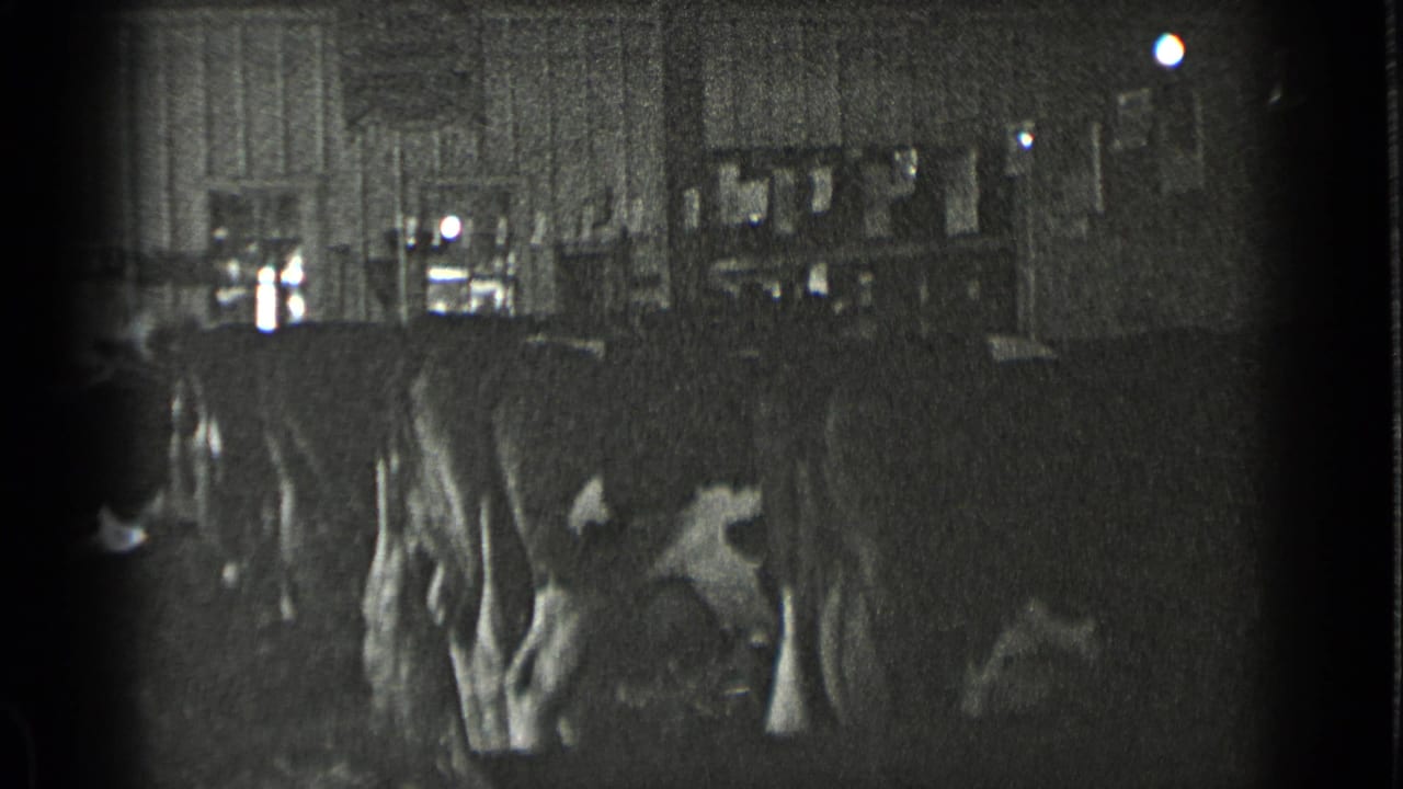Dark barn interior with several cows standing in a row before corrugated wall panels.