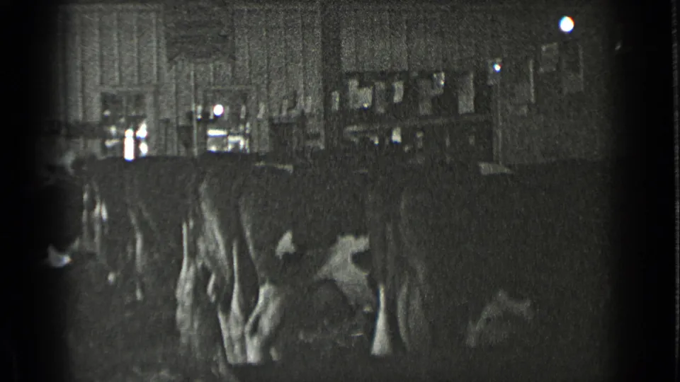Grainy black-and-white 1939 New York home-movie frame showing cows lined up in a dim barn stall.