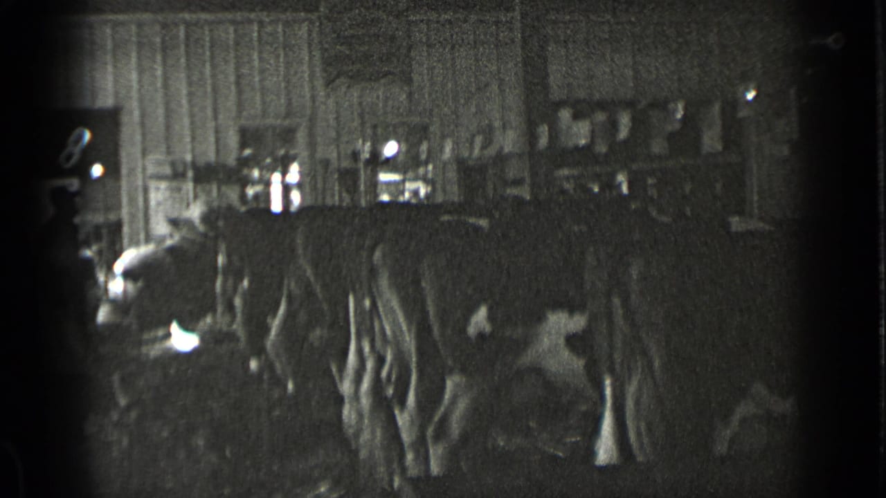 Cows stand in a dim stall while a bright doorway or light source appears at the left.
