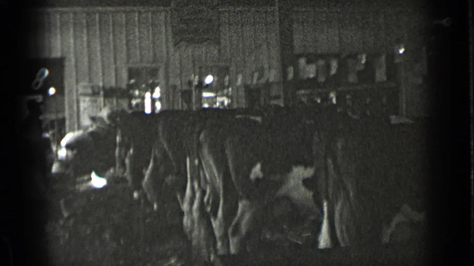Black-and-white home-movie frame of cows in a barn, with a bright opening and wall panels behind them.