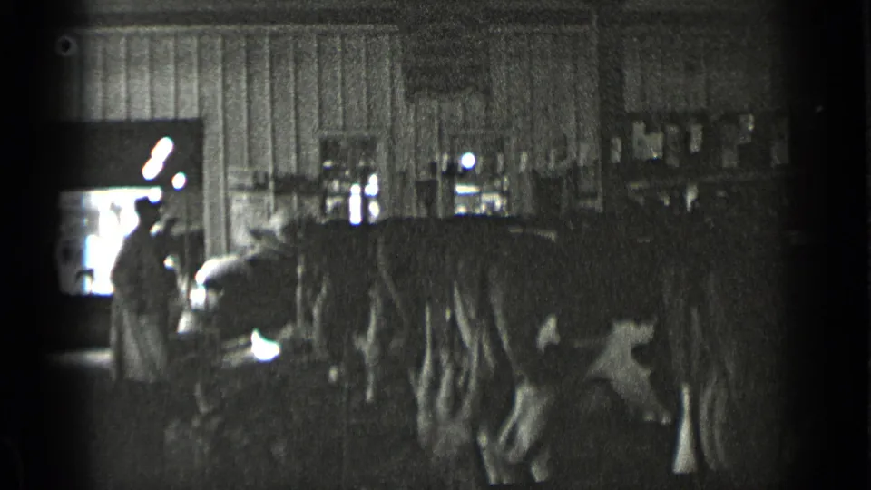 1939 New York 8mm frame showing cattle lined up in a shadowed barn interior with a bright side opening.