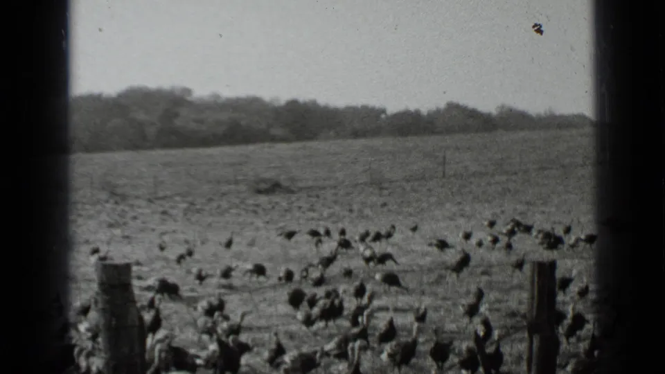 1939 New York farm scene with many turkeys spread across an open field behind wooden fence posts and wire fencing.