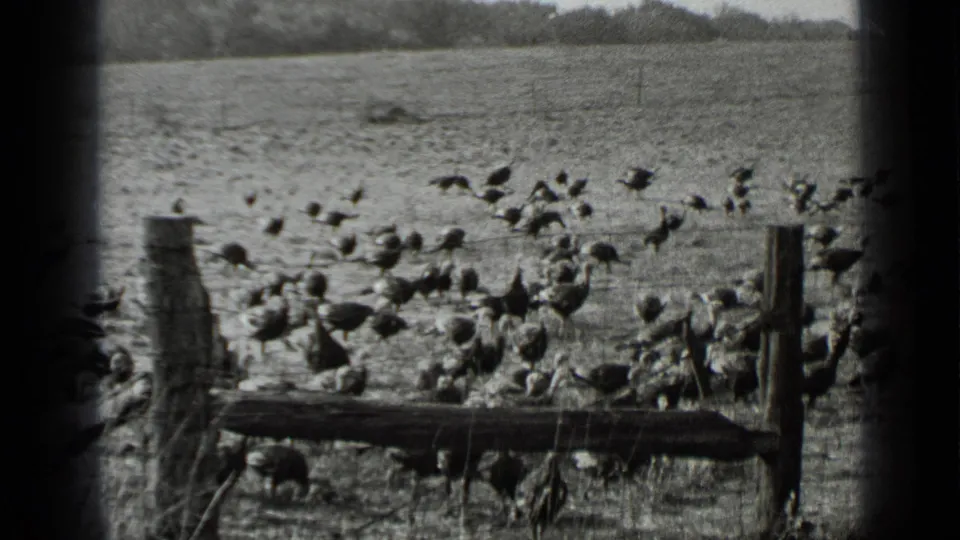 Black-and-white 8mm frame of a dense turkey flock near a wooden farm fence, with open pasture and a low tree line beyond.