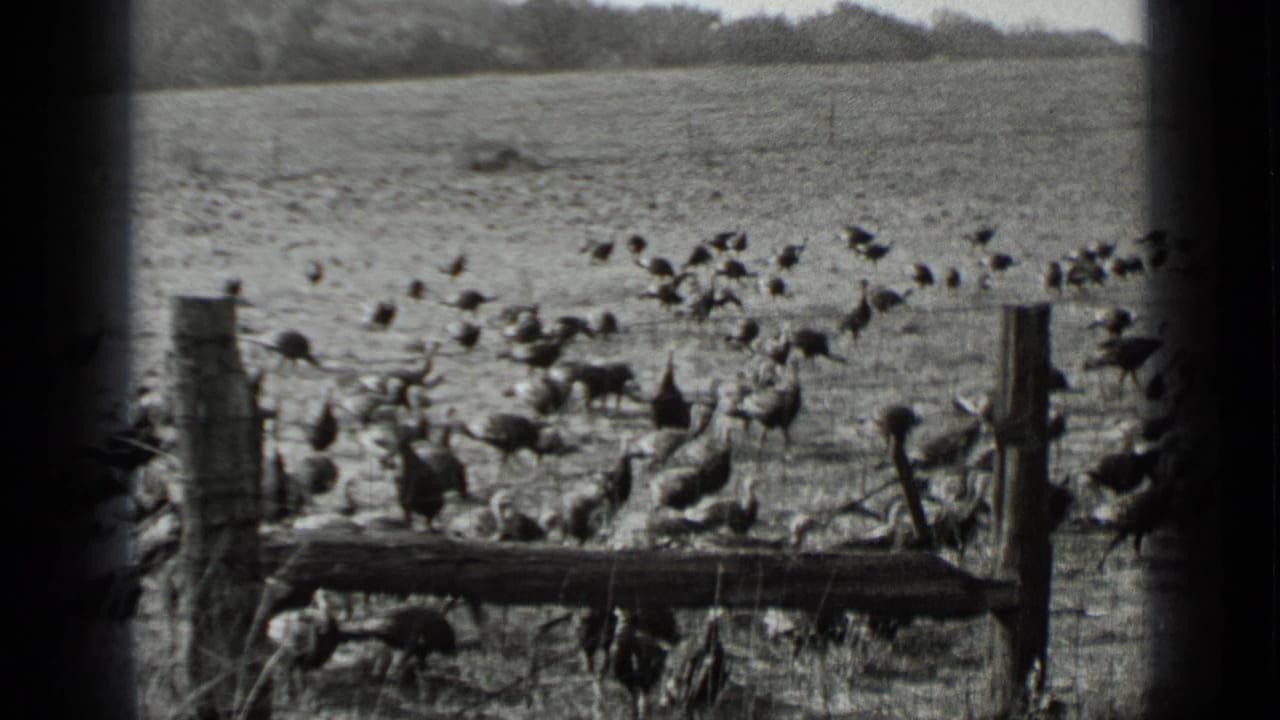 Birds gathered in a fenced field, seen through dark film frame borders.