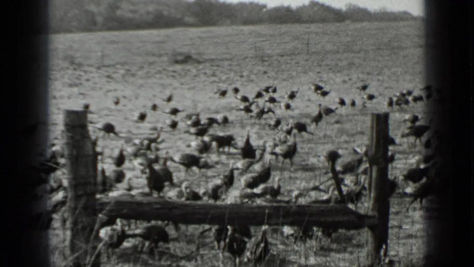 A black-and-white 8mm frame shows many birds in a fenced field, with a low horizon and dark edge framing.
