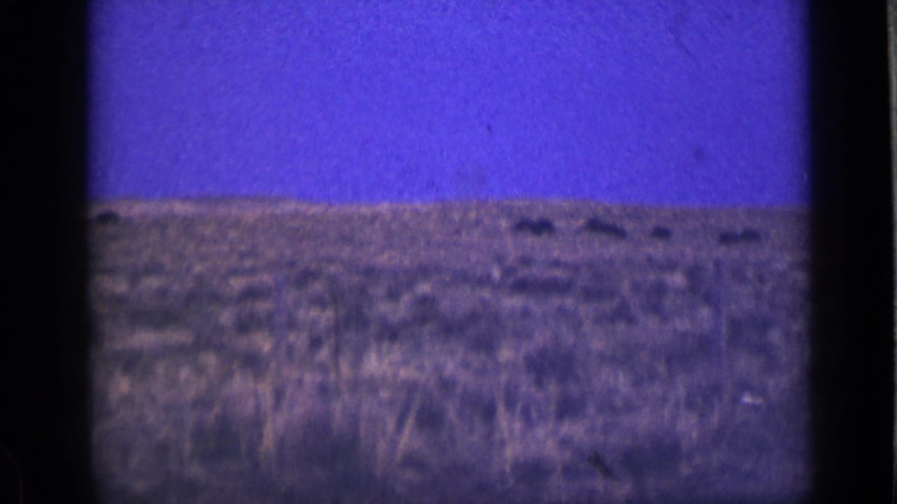 Prairie grassland with several distant dark animal silhouettes near the horizon.