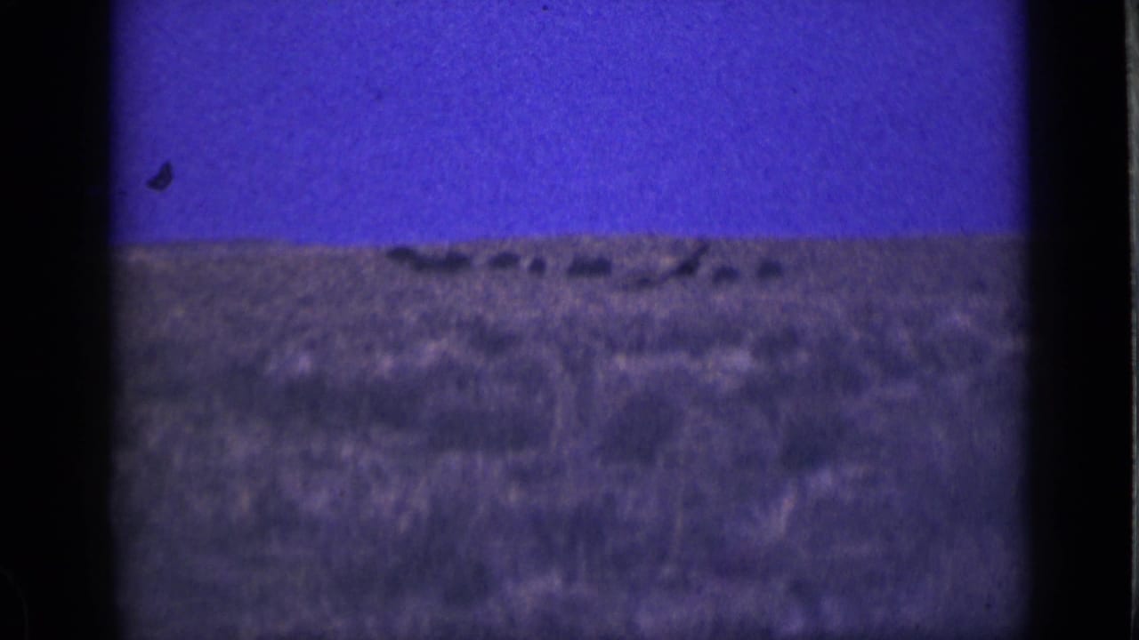 Distant dark animals on a low desert horizon beneath a blue-purple sky.