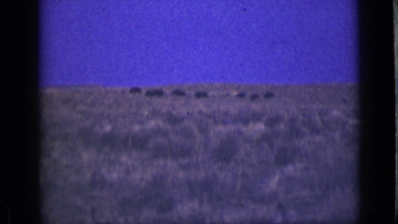 Small dark animal shapes spread along the horizon in a sparse landscape.