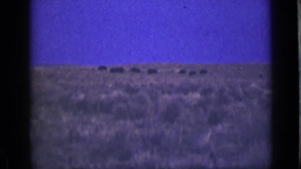 Distant animals, possibly bison or cattle, appear as dark marks on the Utah desert horizon in soft 8mm color footage.