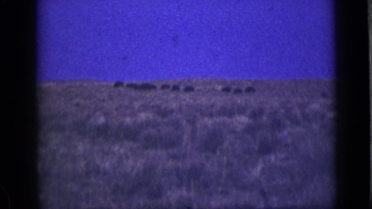 Distant dark animals on a grassy plain beneath a deep blue sky.