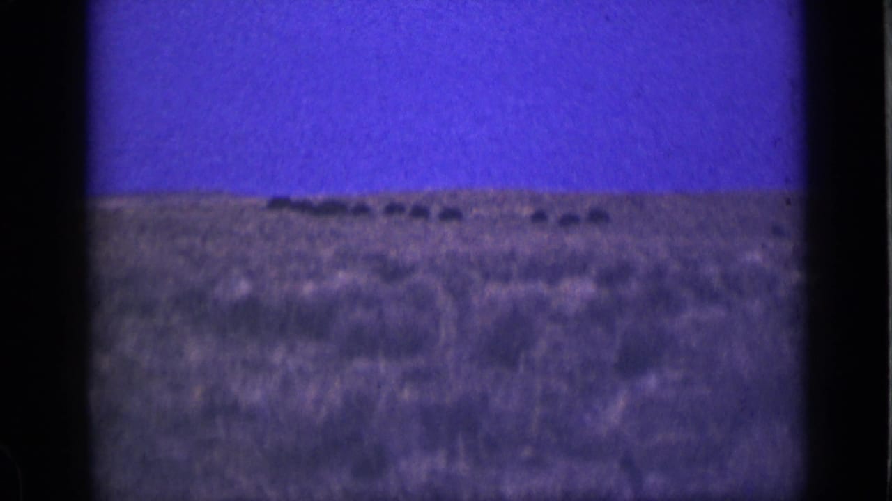 Far-off animal silhouettes along a flat horizon in open grassland.
