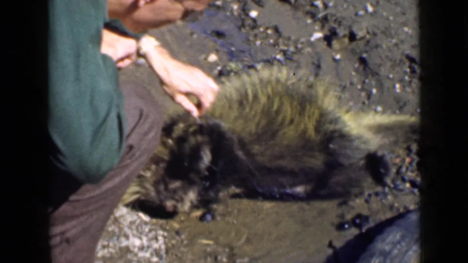 1939 Utah home-movie frame showing a man in outdoor clothing kneeling near a dead porcupine on muddy mountain ground.