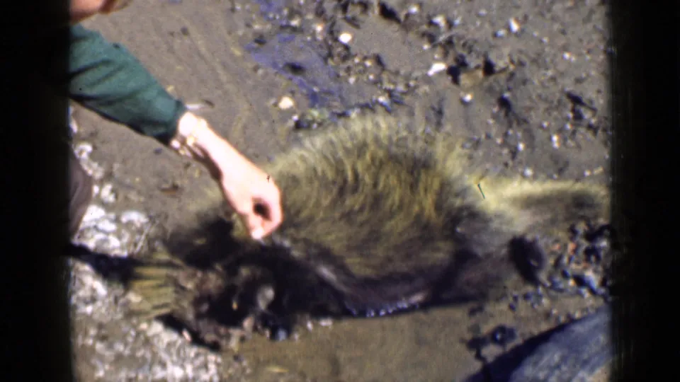 1939 Utah frame showing a man's hand near a dead porcupine on muddy, rocky ground in a snowy mountain setting.