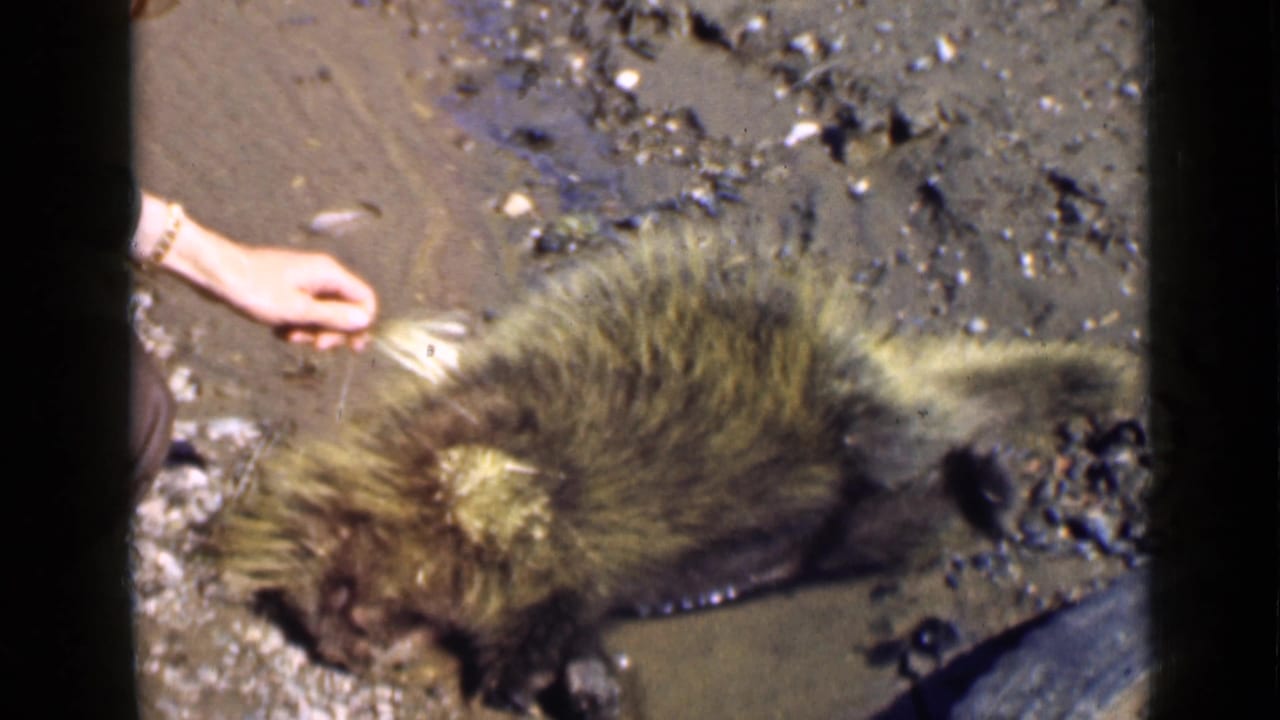 Hand reaches toward a motionless porcupine on muddy debris-strewn ground.