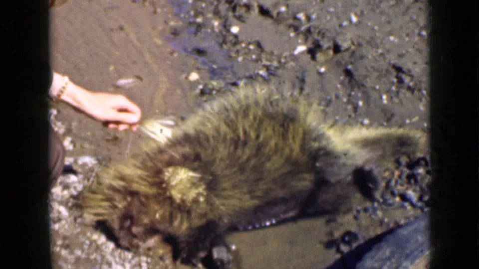 1939 Utah 8mm frame showing a hand near a motionless porcupine with raised quills on muddy ground.