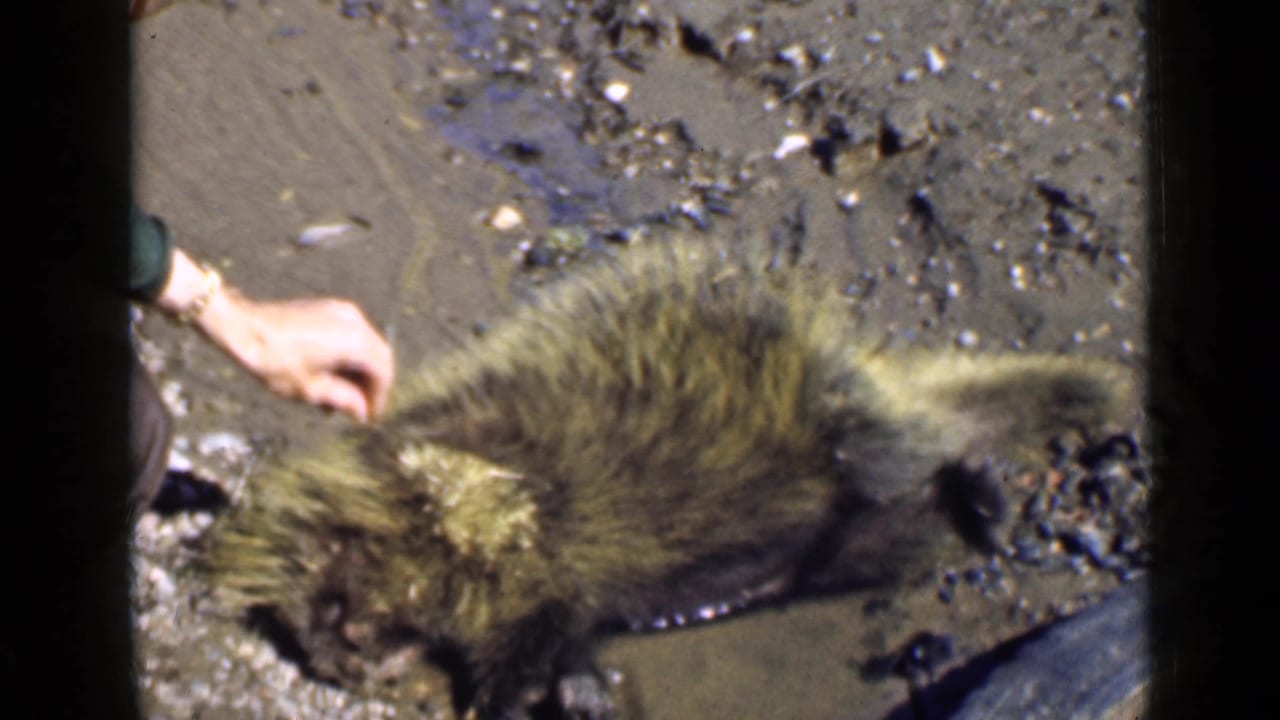 Porcupine lies on muddy ground while a hand hovers nearby.