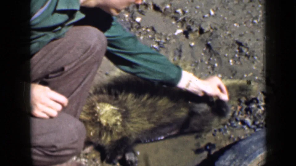 1939 Utah 8mm frame showing a kneeling adult in a green shirt and brown pants touching the porcupine cautiously.