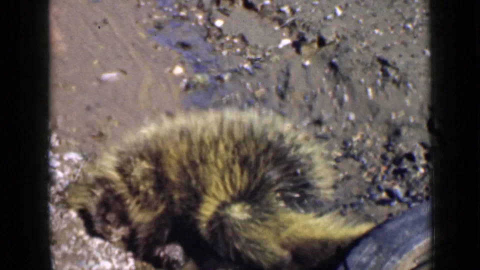 1939 Utah home-movie frame showing the porcupine curled and motionless on muddy, debris-strewn ground.