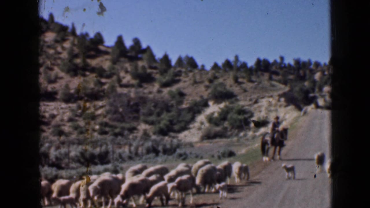 In 1939 Utah home-movie footage, a flock of sheep crosses a dusty road as a mounted herder follows beneath rocky pine-dotted hills.