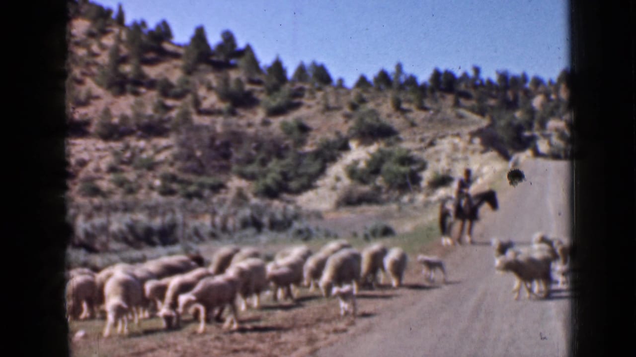 The sheep continue across the Utah mountain road while the horseback herder remains in the background near brush and rocky slopes.