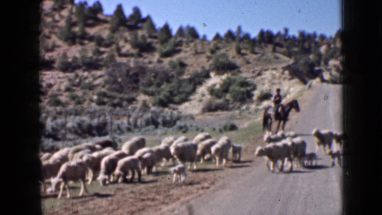 A 1939 Utah road scene shows sheep crossing in the foreground while the mounted herder guides them from the roadside.