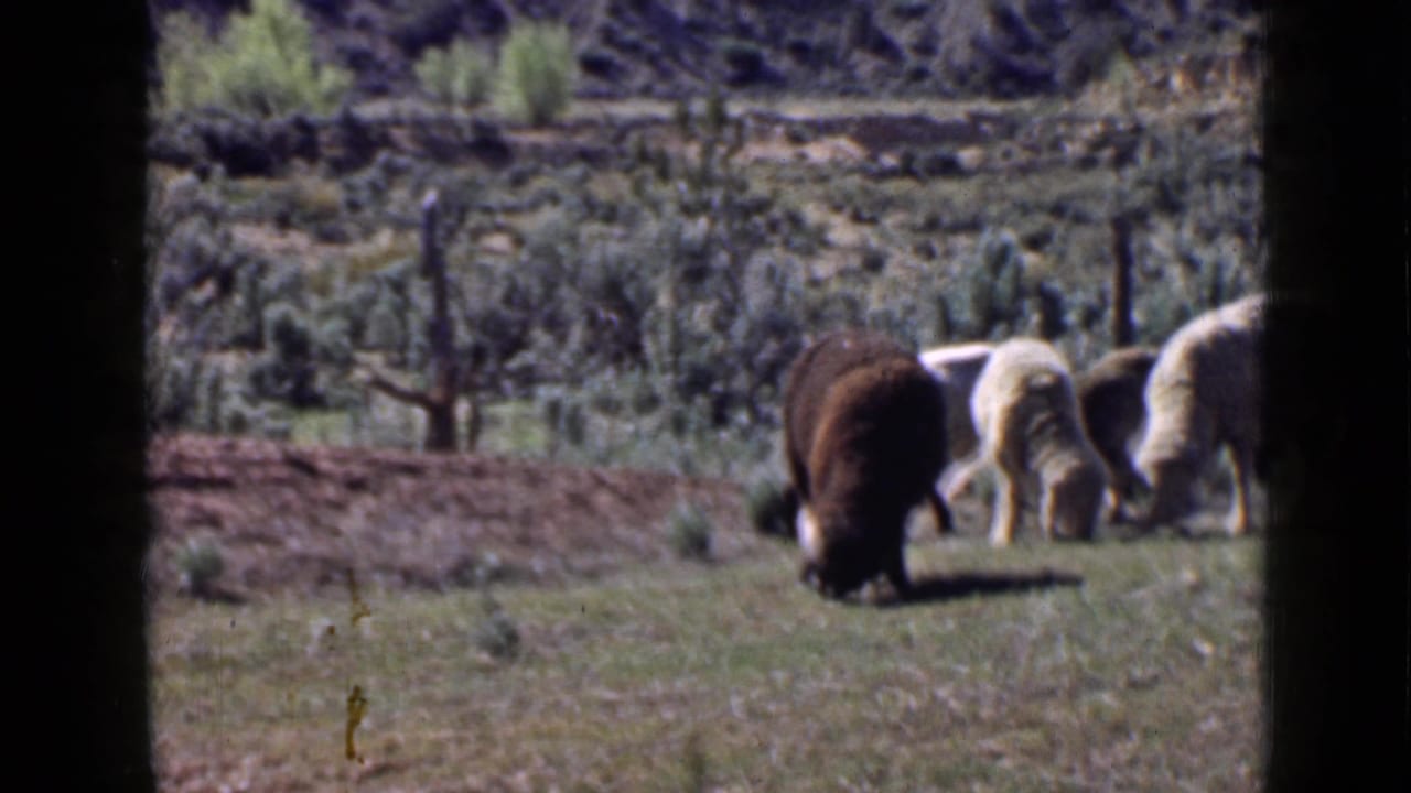 At the end of the 1939 Utah clip, sheep graze near low brush and rocky terrain, with the 8mm frame edge visible at right.