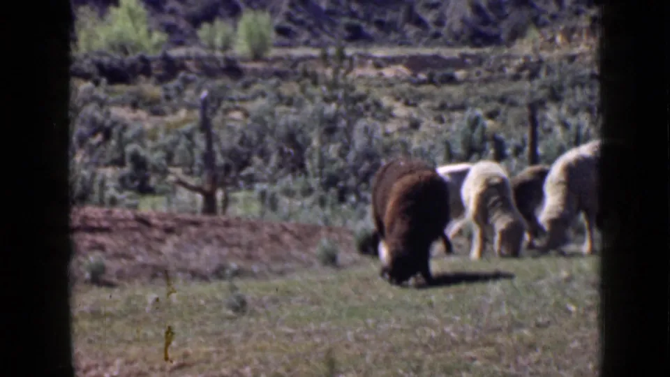 At the end of the 1939 Utah clip, sheep graze near low brush and rocky terrain, with the 8mm frame edge visible at right.