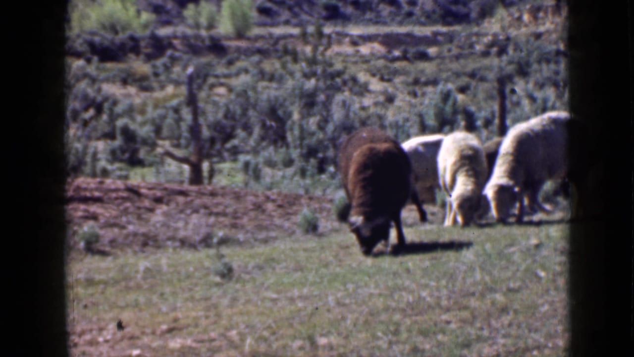 In 1939 Utah park footage, several sheep graze in a sunlit meadow with low shrubs and rocky ground beyond.
