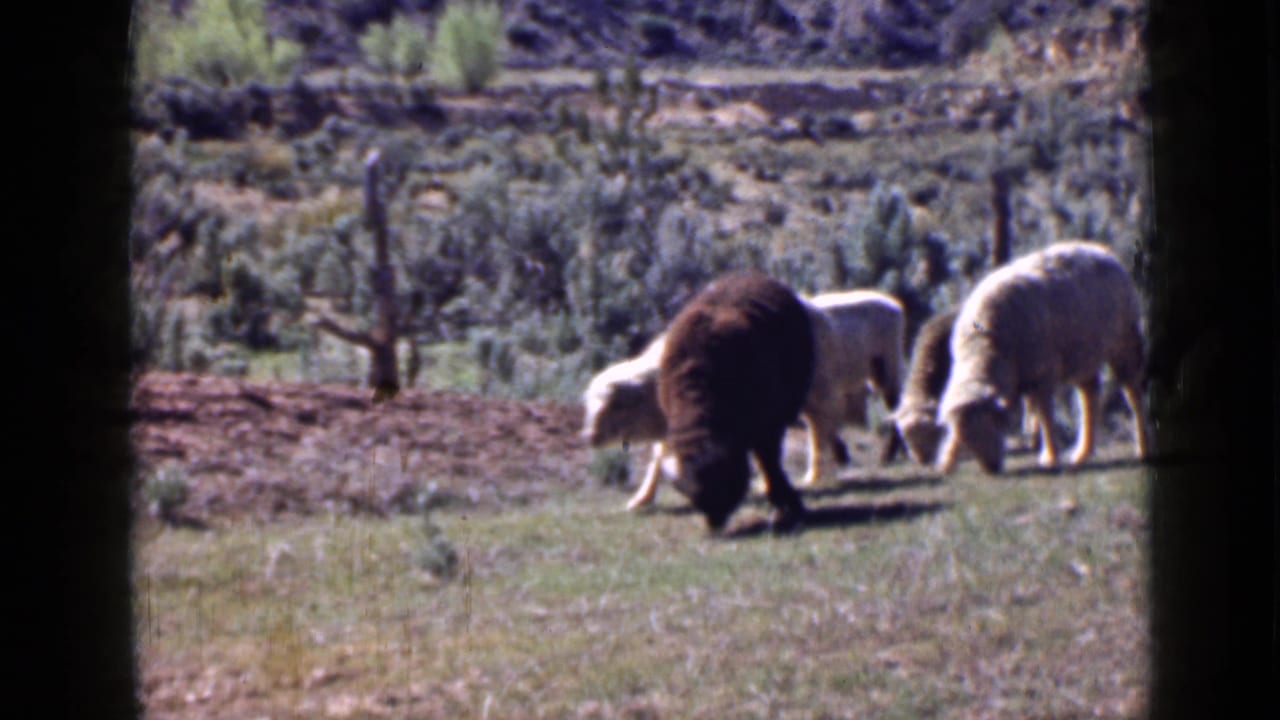 A small flock of sheep and a lamb graze near sparse shrubs.