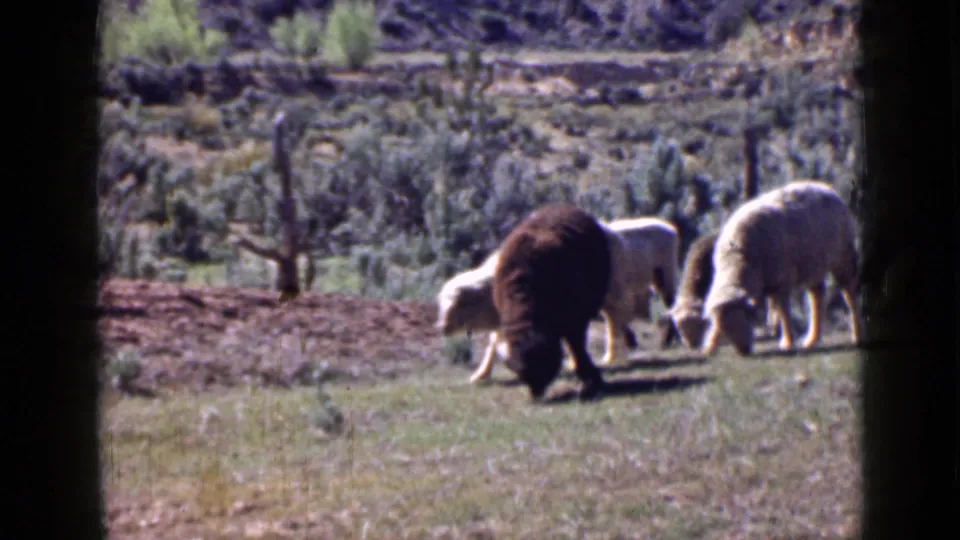 Several sheep, including a smaller lamb, graze in Zion National Park footage with scrubby vegetation behind them.