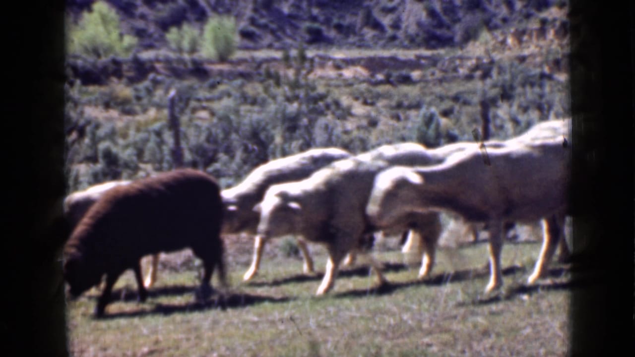 A flock of sheep grazes across a Utah meadow, framed by dark contact-sheet edges and soft 8mm color.