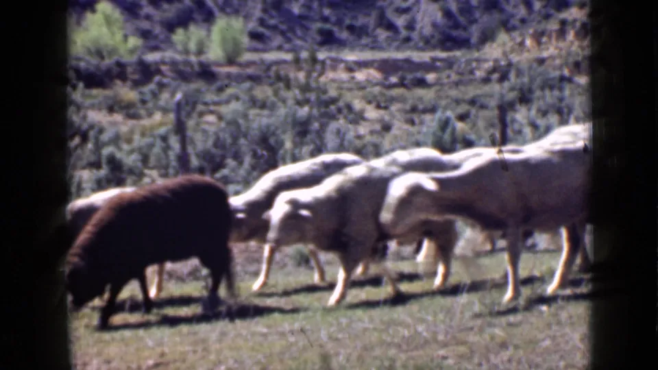 A flock of sheep grazes across a Utah meadow, framed by dark contact-sheet edges and soft 8mm color.