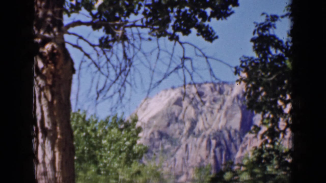 Canyon cliffs seen through tall tree trunks and leafy branches under a blue sky.