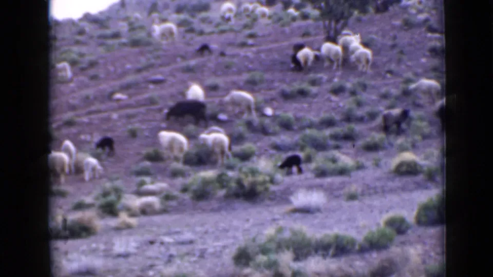 Sheep graze across an arid, brush-covered Utah mountainside in a wide 1939 home-movie view.