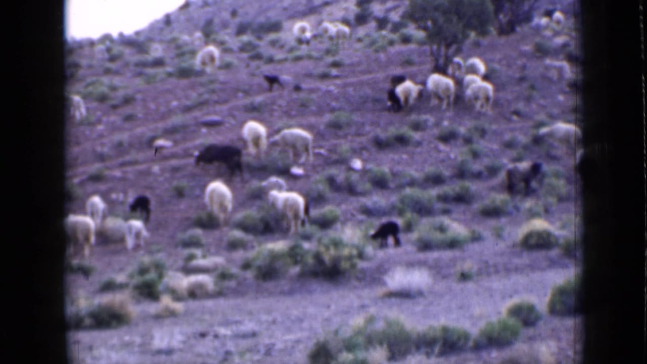 Sheep and dark goats graze on a dry rocky hillside with scattered shrubs.