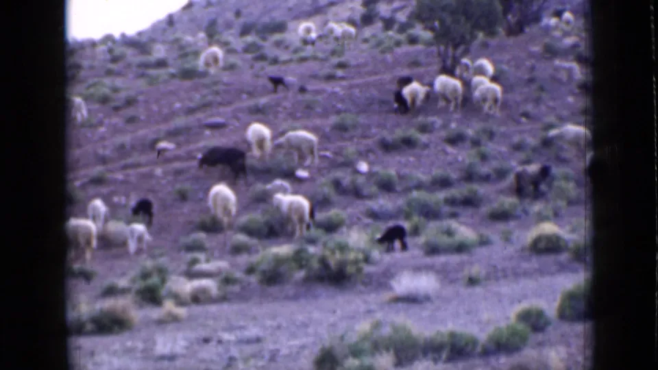 1939 Utah 8mm frame showing sheep and a few dark goats grazing across a scrubby, rocky hillside.