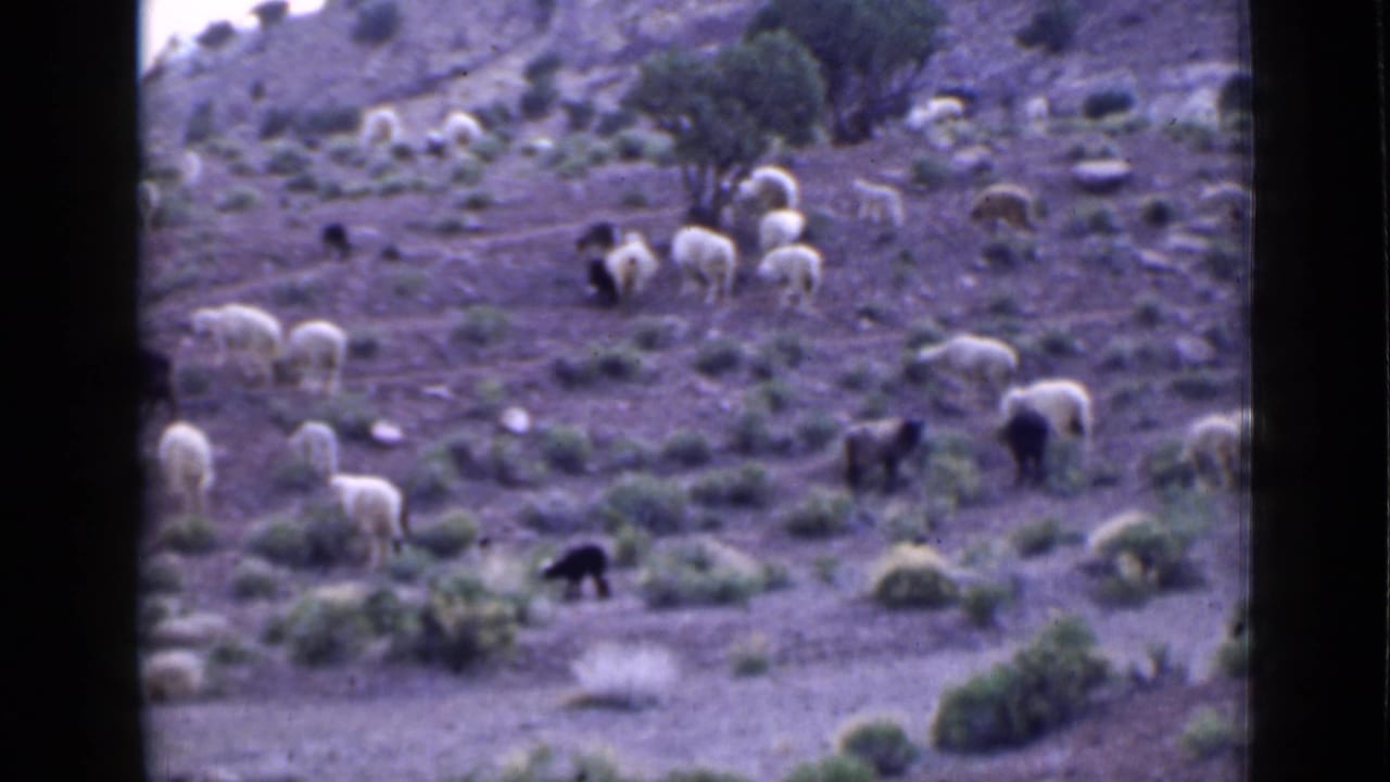 A herd of sheep and several dark goats graze across a scrub-covered slope.