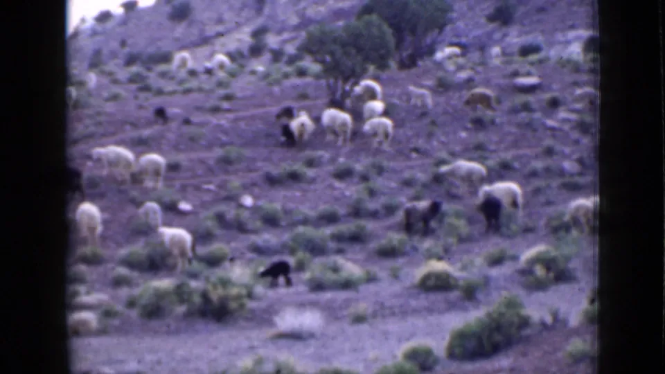 1939 Utah 8mm frame with sheep and dark goats dispersed on an arid hillside with sparse vegetation.