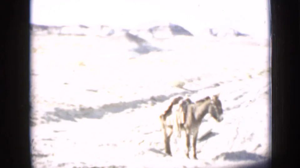 1939 Utah 8mm frame showing a donkey in a barren desert expanse, with distant rock formations washed by bright exposure.