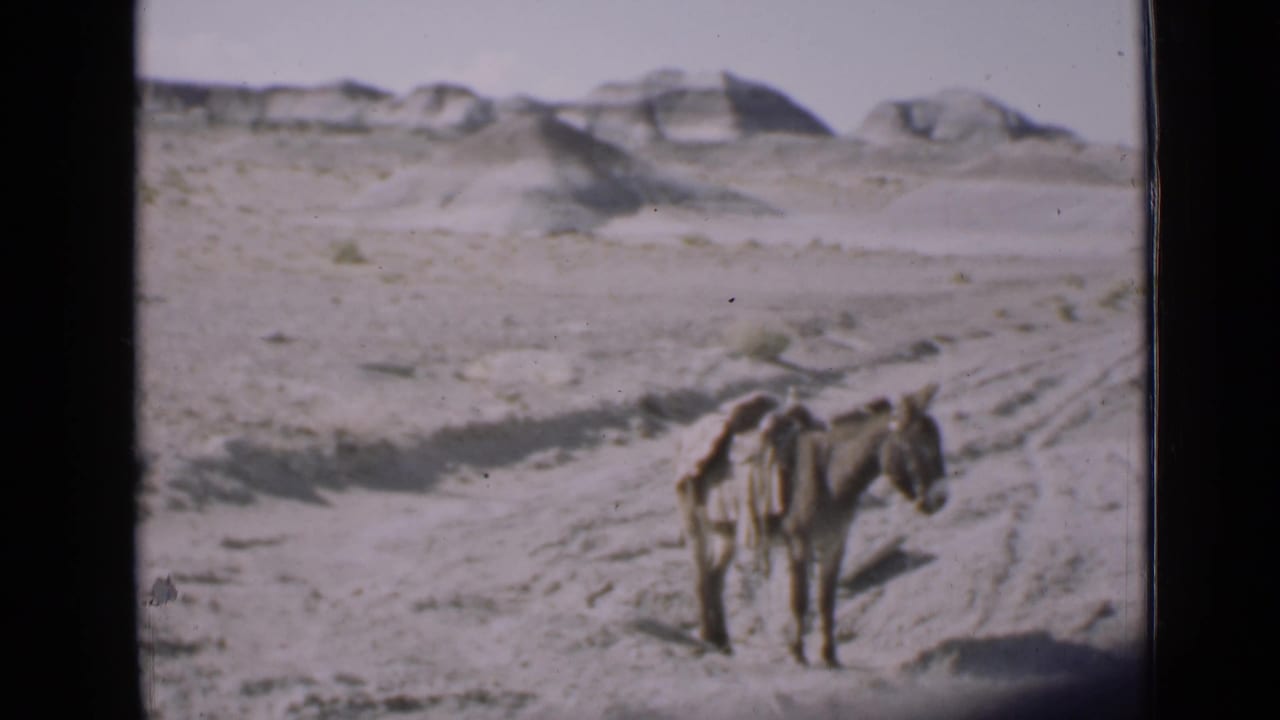 Donkey standing beside sandy tracks in an open desert landscape.