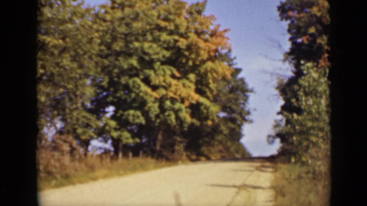 Tree-lined country road curving slightly through roadside vegetation.