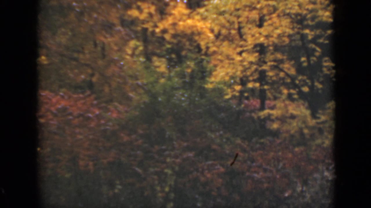 Dense autumn trees and brush beside a wooded roadside.