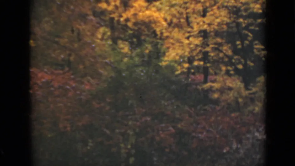 1940 Ontario 8mm frame showing layered roadside brush and trees with warm autumn foliage and soft film exposure.
