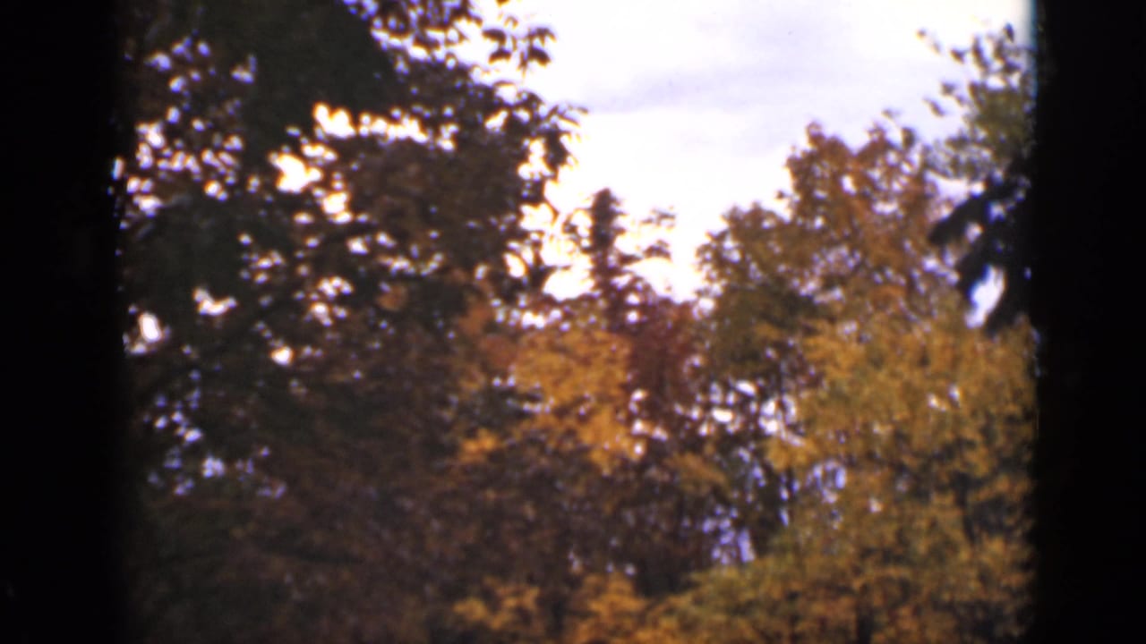 Autumn treetops seen through dark vertical frame edges.