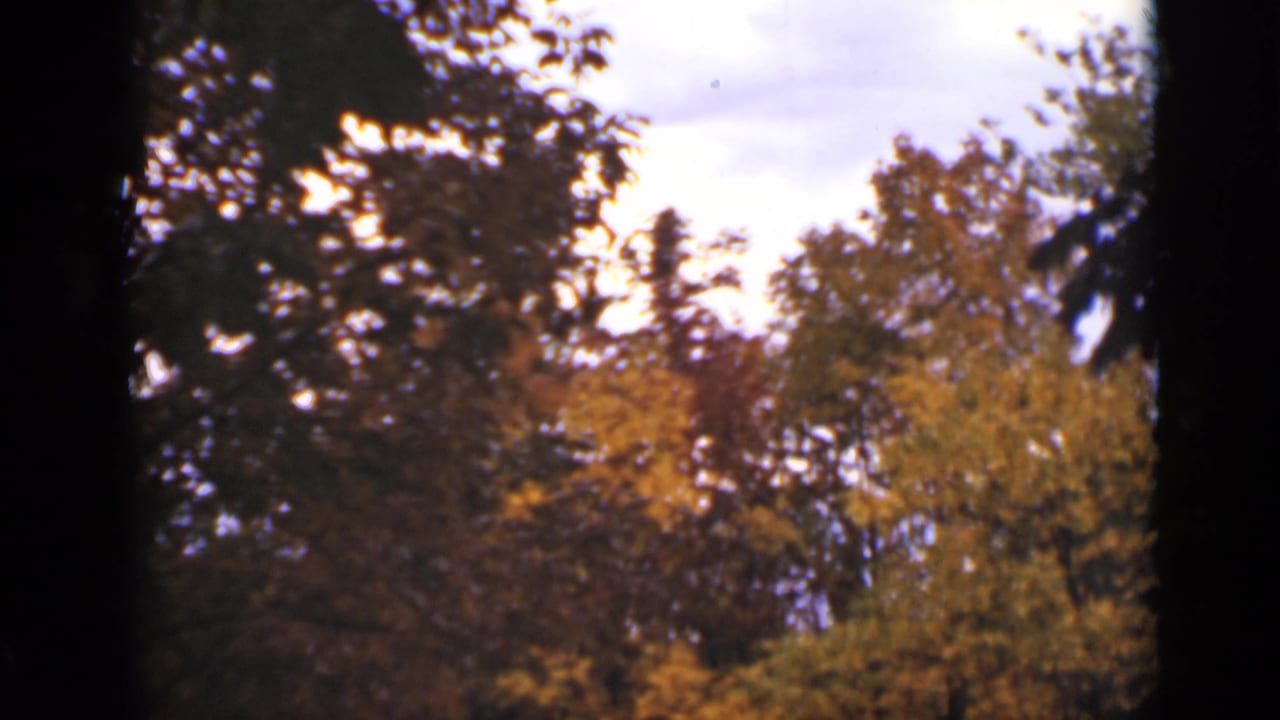 Soft autumn woods with bright sky and dark side framing.